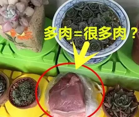 幼儿园老师布置树叶收集作业，萌娃扛来两米高‘巨无霸’树叶惊呆全场