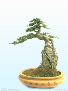 萌贝树 在后宫万千佳丽中，如何赢得皇上独一无二的真心？